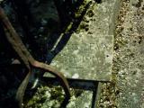 image of grave number 384254